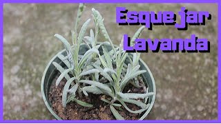 Reproducir Lavanda por esquejes [upl. by Hcirteid]