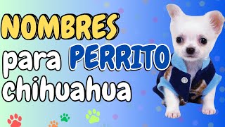 Ideas de nombres para PERROS CHIHUAHUA Machos [upl. by Burlie]