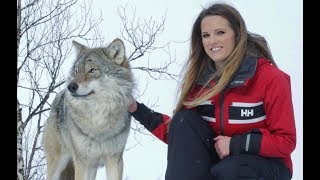 Walking with Wolves in Norway [upl. by Iemaj]