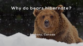 Why do bears hibernate [upl. by Guenevere942]