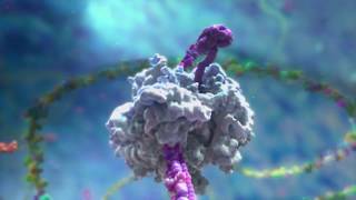 Using Genetic Engineering to Make Vaccines [upl. by Hselin]