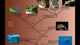 Vertebrate Diversity An Introduction [upl. by Hgielah]