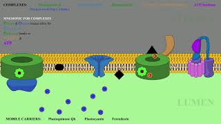 Photosynthesis Lightdependentindependent reactions [upl. by Kilar]