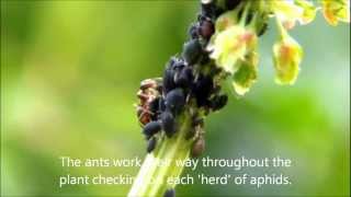 Ants farming aphids [upl. by Sebastian]