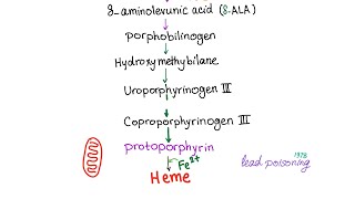 Heme Synthesis Pathway — Biochemistry and Hematology [upl. by Eaj574]