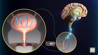 Micturition Reflex  animation [upl. by Ymled399]