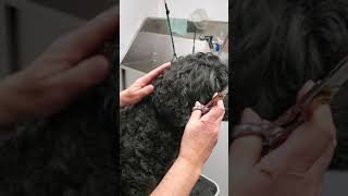 Grooming Tips for Portuguese Water Dog  Ears [upl. by Nazario]