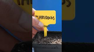 Marigold Growing From Seed  45 Days Time Lapse [upl. by Oinotla]