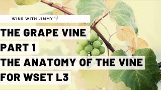 WSET Level 3 Wines  Understanding the Vine Part 1 Vine Anatomy [upl. by Eirb]