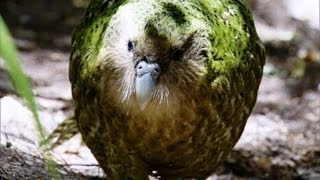 Kakapo Flightless Parrot  Benedict Cumberbatch  BBC Earth [upl. by Drape744]