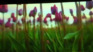 Pipilotti Rist artistvideo art [upl. by Morganstein]