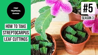 Streptocarpus propagation from leaf cuttings  Tiny Tropical Garden 5 Season 3 [upl. by Lipps913]