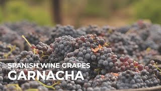 Spanish Wine Grapes Garnacha [upl. by Asetal507]