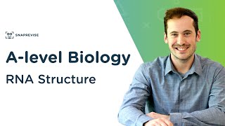 RNA Structure  Alevel Biology  OCR AQA Edexcel [upl. by Esor]