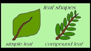 Types Of Leaves  Science For Kids  All About Plant Leaf [upl. by Wales]