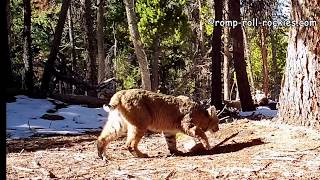 Bobcat pair and a deep growl 112118 [upl. by Ahsatniuq]