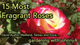 15 Most Fragrant Roses  David Austin Meilland Tantau and others [upl. by Eimmot]