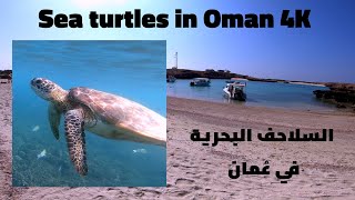 Sea turtles in Oman 4K [upl. by Suu172]