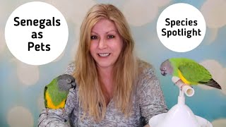 Senegal Parrots as Pets Species Spotlight [upl. by Anuahsed990]