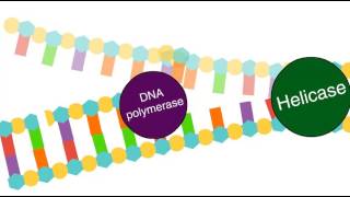 Enzymes in DNA replication [upl. by Ydna]