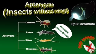 Insect Orders Part 1 Apterygota  Insects Without Wings  By Dr Imran Khatri [upl. by Anirhtak]