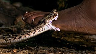 Viper Bite in Slow Mo  BBC Earth [upl. by Vey]