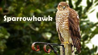 Sparrowhawk  Sparrowhawks Hunting in Cornwall [upl. by Janey]