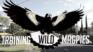 Training Australias Dangerous Magpies [upl. by Weyermann872]