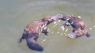 Platypus Mating at Broken River [upl. by Javier]