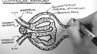 Renal Anatomy 3  Glomerular Histology [upl. by Pierro]