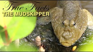 True Facts Mudskippers [upl. by Nylcsoj355]