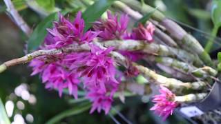 All about the Dendrobium bracteosum  Species Orchid Review [upl. by Adnylam]