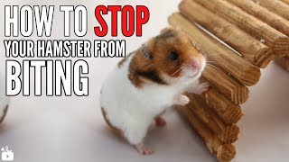 How to STOP your hamster from biting [upl. by Ailssa]