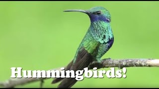 Hummingbirds  Animal Kids Videos [upl. by Kunkle]