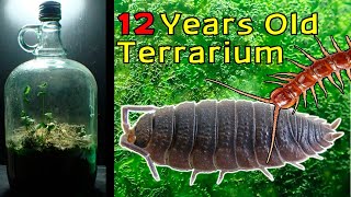 12 Year Old Terrarium  Life Inside a closed jar Over a decade in isolation [upl. by Nahtnoj992]