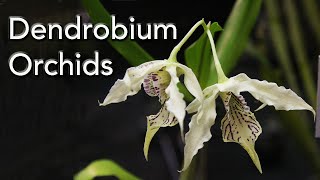 Dendrobium Orchid Varieties [upl. by Solrak]