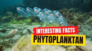 Phytoplankton Facts [upl. by Jareb955]