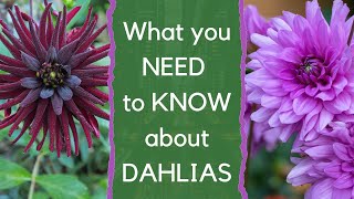 Growing dahlias  everything you need to know about how to choose and grow dahlias [upl. by Ennaylloh]