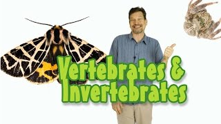 Whats the difference between vertebrate amp invertebrate animals Kids science [upl. by Dupuis]