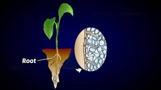 Mycorrhiza as biofertilizer [upl. by Aihsotan]