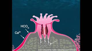 Coral Anatomy Virtual Lesson [upl. by Inez]