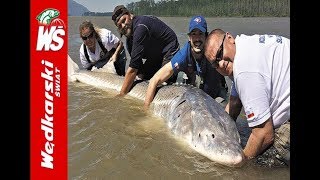 Olbrzymi jesiotr 340 cm złowiony przez Polaka  Biggest Sturgeon [upl. by Tilagram]