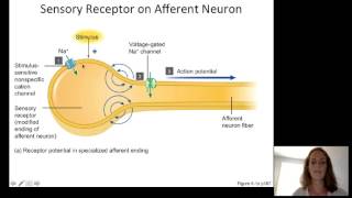 Lecture10 Sensory Physiology [upl. by Enylodnewg]