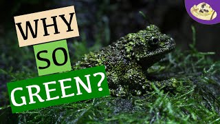 5 Facts About Mossy Frogs  Vietnamese Mossy Frog Facts amp Care  Weird amp Wonderful Animals [upl. by Lenneuq981]