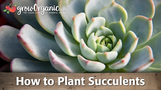 How to Plant Succulents [upl. by Gellman191]