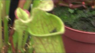 Carnivorous Sarracenia Pitcher plant swallows fly [upl. by Nilats]