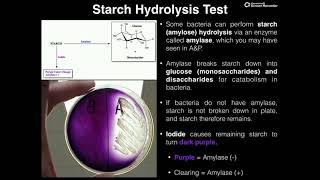 Microbiology Lab  Starch Hydrolysis Test via Amylase [upl. by Lemhar408]