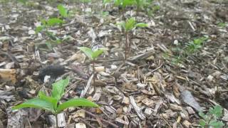 Propagation Starting Persimmons from Seed [upl. by Brook]