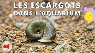 Les Escargots dans laquarium [upl. by Benedikta922]