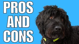 Portuguese Water Dog Pros And Cons SHOCKING [upl. by Aniri479]